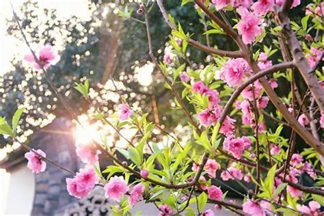 增加桃花运的方法|几种增加桃花运最快的方法